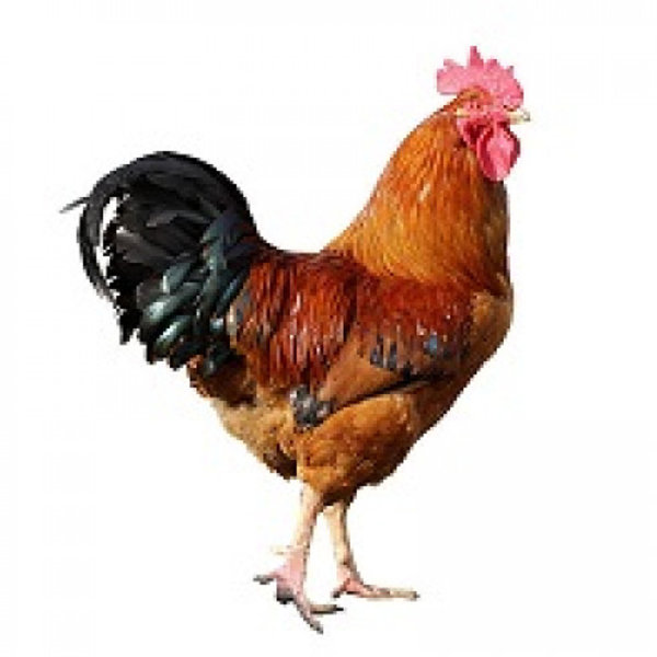 Nepal Free-Range Chicken